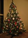Filename=tree.JPG
Filesize=48KiB
Dimensions=480x640
Date added=Dec 07, 2003 tree.JPG